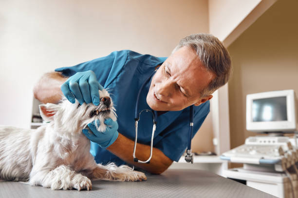 Best Emergency X-Rays and Diagnostics in Belford, NJ